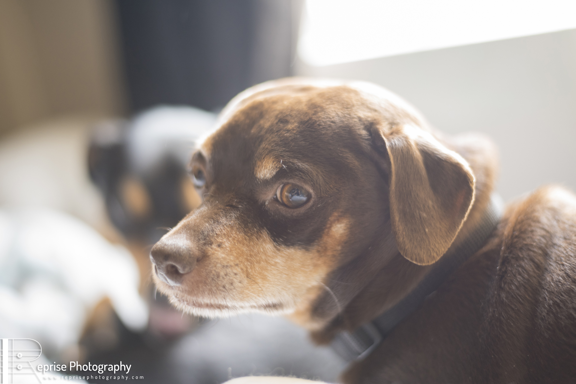 Dogs and the Grandview Dog Park… Again Dogs and the Grandview Dog Park… Again